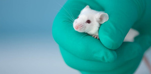 Maus in der Hand eines Laboranten (Bild: sidnapper / istockphoto.com)